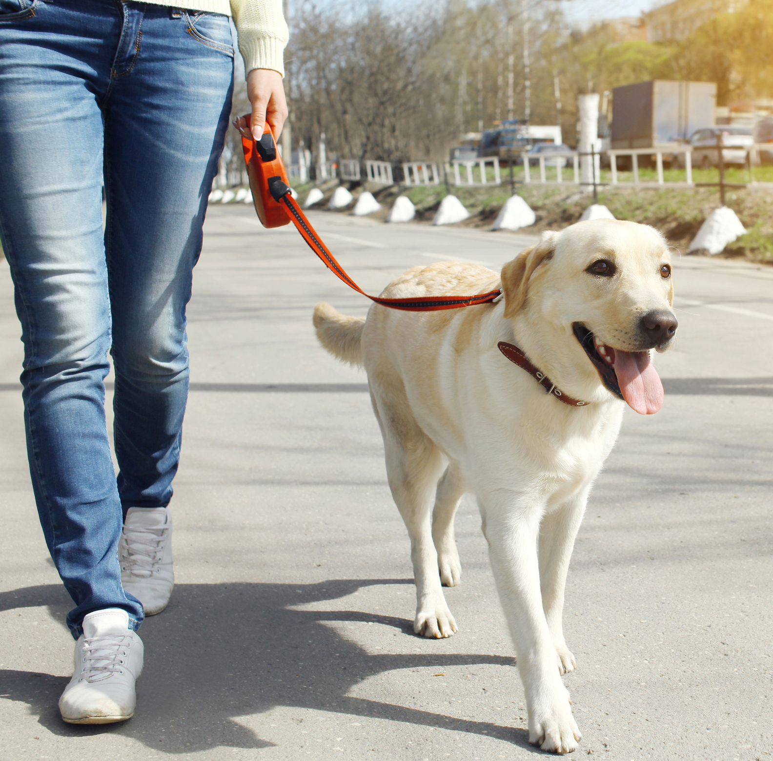 Woman Walking With Labrador Retriever Dog In The City